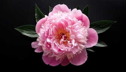 beautiful single pink peony flower on black background closeup top view