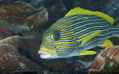 ribboned sweetlip (Plectorhinchus polytaenia)