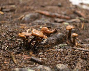 mushrooms on the ground