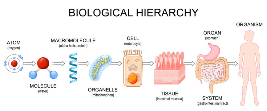 Biological hierarchy. Levels of Organization of Life