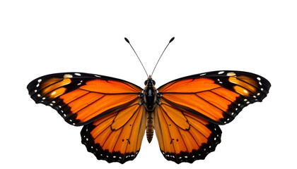Obraz premium a colorful butterfly with its wings spread wide, showcasing intricate patterns