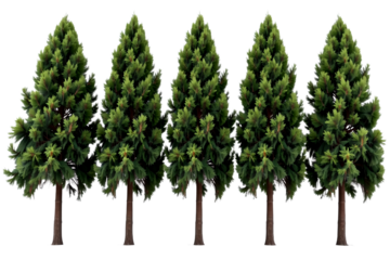 five tall trees standing side by side, showcasing their lush green foliage