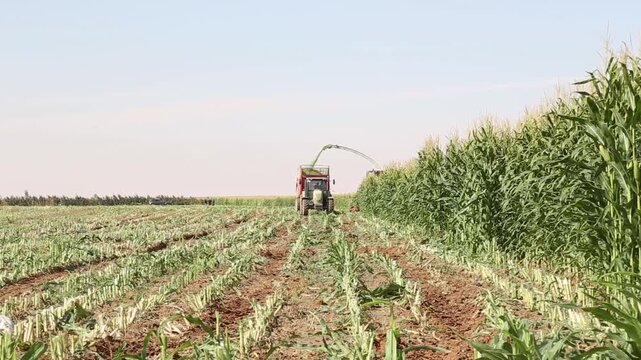 A tractor is actively harvesting corn in a vast field on a bright, sunny day. Rows of corn stalks stretch into the distance, showcasing the agricultural landscape.