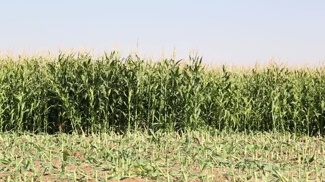A corn field with mature corn stalks ready for harvest on a sunny day. The corn stalks are tall and green. The sky is blue and the sun is shining brightly.