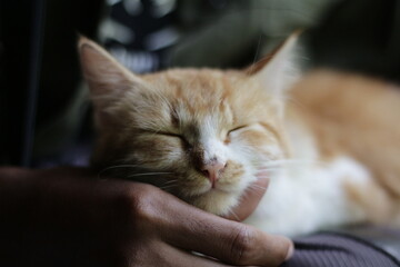 the cat is sleeping soundly, very adorable