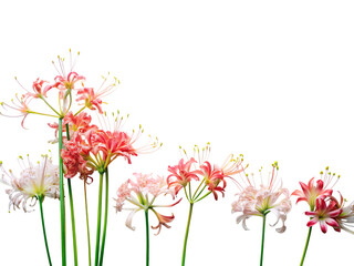 Delicate spider lily flowers blooming with grace and elegance in a captivating floral arrangement