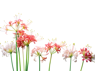 Delicate spider lily flowers blooming with grace and elegance in a captivating floral arrangement