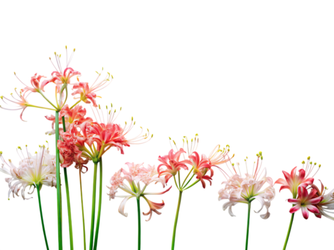 Delicate spider lily flowers blooming with grace and elegance in a captivating floral arrangement