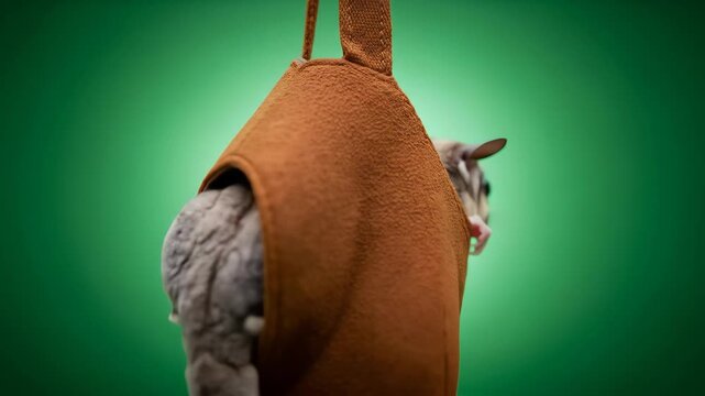 Sugar glider looking from a brown pouch against a soft green backdrop display, Adorable pet in bag