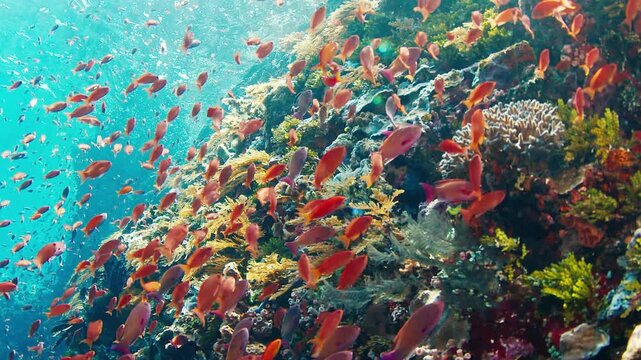 Healthy coral reef in Indonesia. Vivid and healthy coral reef full of life and fish in Indonesia. Underwater view of the tropical sea near the Alor island in Indonesia