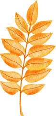 Watercolor hand drawn illustration of red orange yellow fall autumn leaves. Leaf of oak birch  trees, forest wood woodland elements, thanksgiving decor art. Bright colorful foliage print.