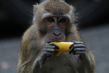monkey eating banana, close up face