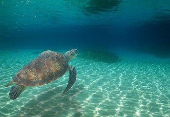 Naklejka premium a sea turtle in the crystal clear waters