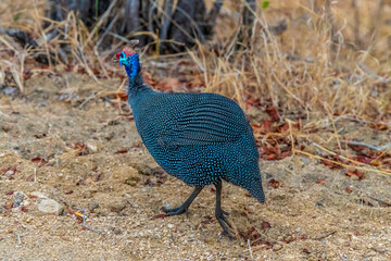 A view in the early morning light of a Helmeted Guineafowl in Kruger national park, South Africa in Springtime