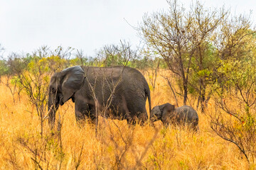A view in the early morning light of a mother and a baby elephants moving through the bush in Kruger national park, South Africa in Springtime