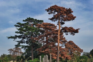 墓地の松の木