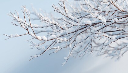 Snow-Covered Christmas Branches: A Beautiful Winter Scene Of Branches Decorated With Snow, Creating A Picturesque Holiday Image In Nature.