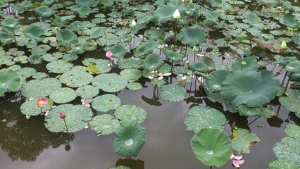 Serene Beauty of the Pink Lotus Pond