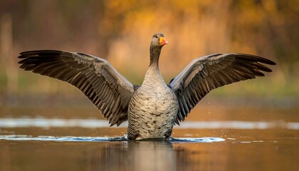 A goose spreads its wings wide in a lake. The feathers are detailed and the colors of the surrounding foliage add warmth