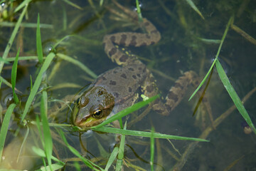 frog in the water