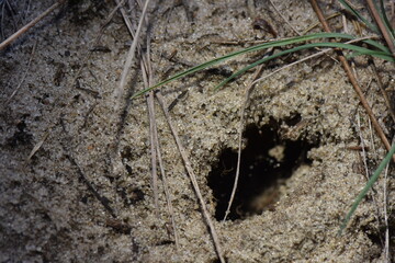 Hole in the sandy ground, close-up of a hole in the ground