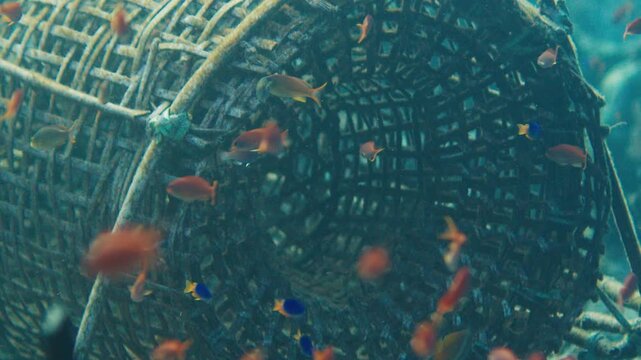 Close up underwater view of the traditional Bubu fishing trap set on the fishy place near the healthy and vivid coral reef near the Alor Island in Indonesia