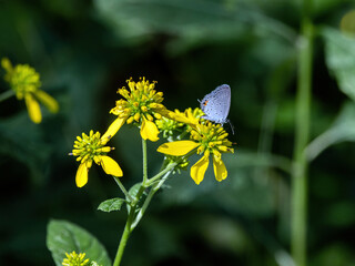 An Eastern tailed-blue butterfly nectaring on native (to the U.S.) Wingstem, Verbesina alternifolia.