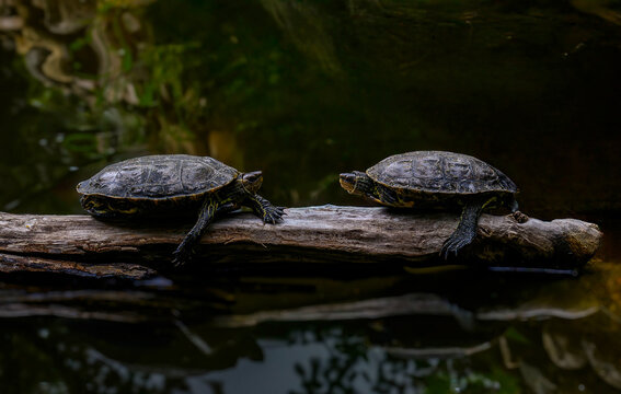 Deux Tortues g&eacute;ographiques (Graptemys geographica) se faisant face