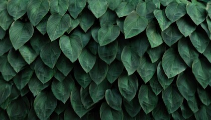 Obraz premium Introducing The Lush Display: A Plant Adorned With An Abundance Of Green Leaves Creating A Stunning Wall Of Foliage.