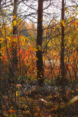 autumn trees in the forest