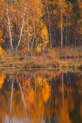 Beautiful autumn golden forest reflected in a forest lake
