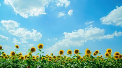 Sunny Spring & Summer Meadows: Yellow Sunflowers, Blue Skies, and Bees in Rural Flower Fields & Gardens