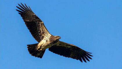 Obraz premium A majestic bird of prey soars gracefully through a vibrant blue sky