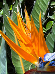 Strelitzia bird of paradise flower