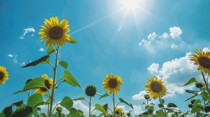 Sunny Spring & Summer Meadows: Yellow Sunflowers, Blue Skies, and Bees in Rural Flower Fields & Gardens