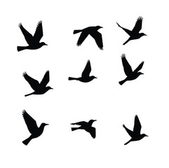 vector silhouettes of birds