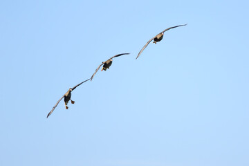 three greylag geese in flight, greylag geese in flight against a blue background, three greylag geese flying next to each other, sunny day, birds in flight with wings spread wide, Anser Anser © Rebecca
