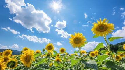 Sunny Spring & Summer Meadows: Yellow Sunflowers, Blue Skies, and Bees in Rural Flower Fields & Gardens