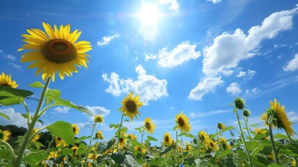 Sunny Spring & Summer Meadows: Yellow Sunflowers, Blue Skies, and Bees in Rural Flower Fields & Gardens