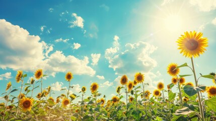 Sunny Spring & Summer Meadows: Yellow Sunflowers, Blue Skies, and Bees in Rural Flower Fields & Gardens