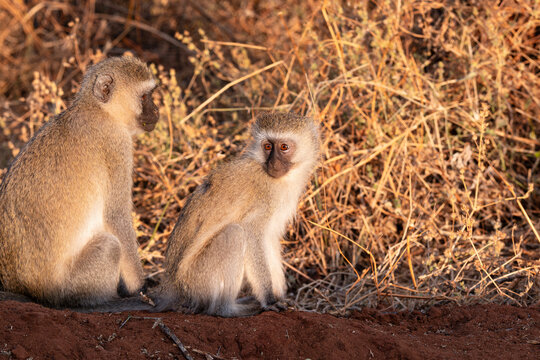 vervet monkeys or chlorocebus pygerythrus sitting in field