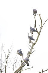 several wood pigeons on a bare tree, wood pigeons upright, grey pigeons vertical, many grey pigeons on a leafless tree, Columba palumbus