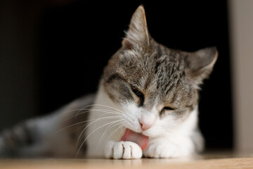 striped young kitten with green eyes lies on the table and licks his paw in the flat on black background