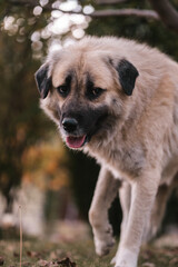 Beautiful big dog, wild Anatolian Shepherd Dog cross breed in Macedonia mountains