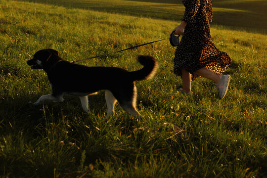 portrait of a running active funny black mongrel dog with owner in black dress in the green field. sunny day - Powered by Adobe