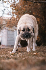 Beautiful big dog, wild Anatolian Shepherd Dog cross breed in Macedonia mountains