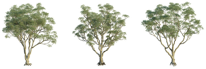 Eucalyptus leucoxylon tree plan, top view, cutout, transparent background, isolate, Three elegant...