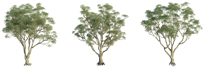 Eucalyptus leucoxylon tree plan, top view, cutout, transparent background, isolate, Three elegant trees with transparent background for easy integration