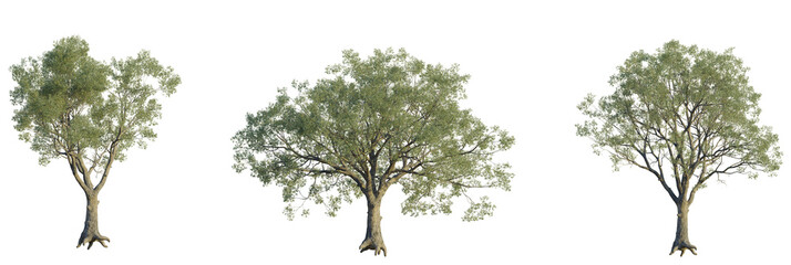 Eucalyptus bridgesiana tree plan, top view, cutout, transparent background, isolate, Three realistic trees isolated on black, perfect for digital art projects © DH Tree Stock