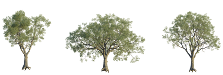 Eucalyptus bridgesiana tree plan, top view, cutout, transparent background, isolate, Three realistic trees isolated on black, perfect for digital art projects